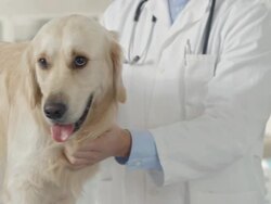 Examining A Dog At The Animal Hospital Stock Footage