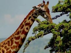 MS Giraffe feeding from top of tree / Masai Mara, Kenya Stock Footage