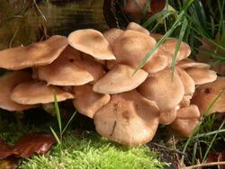 CU Mushrooms on trunk / Saarburg, Rhineland-Palatinate, Germany Stock Footage