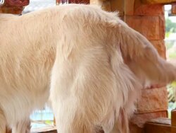 Golden Retriever Dog Tail Wagging Stock Footage