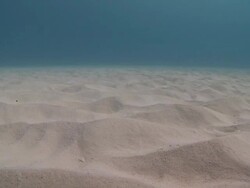 MS ZI Shot of Sandy sea bed / Playa del Carmen, Isla Mujeres, Mexico Stock Footage