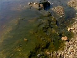 Algae in mineral rich river, Rio Tinto, Huelva, Andalusia, Spain Stock Footage