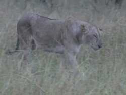 MS TS Lioness walking through grassland / Tanzania Stock Footage
