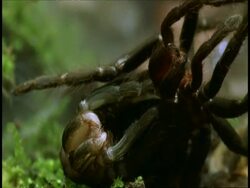 CU tarantula sloughing, Amazon, South American Stock Footage