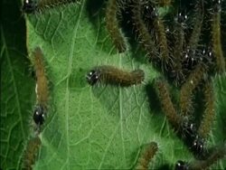 CU hatched caterpillars smothering leaf, Botswana, Africa Stock Footage