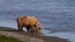 Brown (Grizzly) bear sow with cubs get a drink, Lake Clark National Park, Alaska. Stock Footage