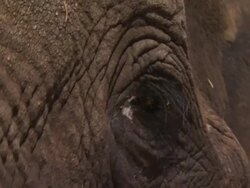African Bush Elephant (Loxodonta africana) head close up. Sawn off tusks, Kenya Stock Footage