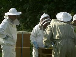 Beekeepers at hives appear stationary as Honey bees (Apis sp.) fly around Stock Footage