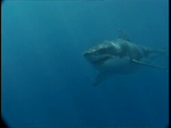 MS Great White Shark swimming in sunlit blue water, swims to camera, Guadalupe Island, Pacific Ocean Stock Footage