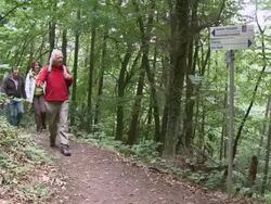 WS View of hikers hiking in forest / Kastel-Staadt, Rhineland-Palatinate, Germany Stock Footage