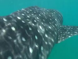Whale shark, camera to dorsal fin, Mozambique  Stock Footage