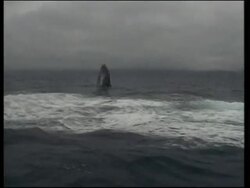 Crowds watch annual humpback whale arrivals News Clip