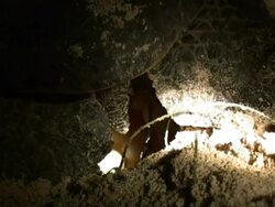 CU Green Turtle laying eggs, rear view, Sangalaki, Indonesia Stock Footage