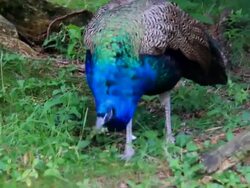 Peacock in the spring. Stock Footage