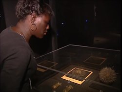 Creatures of the deep revealed News Clip