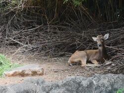 deer drowsily Stock Footage
