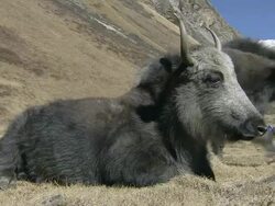 MS Yak resting on the grass in the warm sun / High Himalayas, Upper Dolpo near Tibetan border, Nepal     Stock Footage