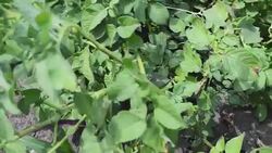 Potato field Stock Footage