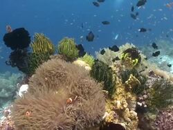 Clown fish amongst anemone tentacles, Feather stars and reef fish nearby, Southern Visayas, Philippines Stock Footage