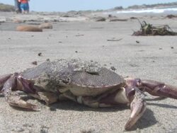 Dead crab - HD 30F Stock Footage