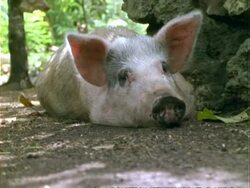 CU Pig dozing, looks at camera, in modern Mayan hamlet,  Panama. Stock Footage