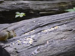 CU Shot of Eastern chipmunks gathering seeds and nuts, chasing each other in process Stock Footage