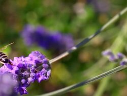 ECU SLO MO PAN Shot of Honey bee feeding on nectar from lavender flower, and taking off with tongue outside / Les Mureaux, Yvelines (78), France Stock Footage