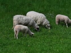 HD Ewes and Lambs Grazing on Green Pasture Stock Footage