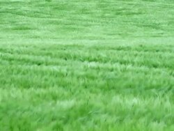 Wind in Grass â€“ Slow Motion Stock Footage