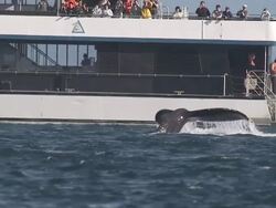 'Medium pan-left-A whale surfaces then dives near a tourist boat in Alaska. / Alaska, USA' Stock Footage