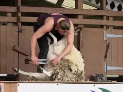 DISPLAY OF HAND BLADE SHEARING Stock Footage
