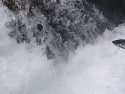 CU SLO MO Salmon leaping up in stream / Washington, United States Stock Footage