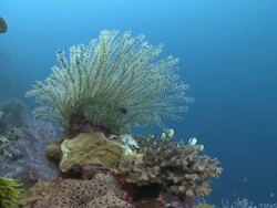 Corals and feather star, Southern Visayas, Philippines Stock Footage