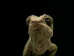 High Speed - CU low angle Chameleon catches locust, to camera, black background Stock Footage