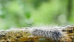 Caterpillar walk on branches in forest, Thailand. Stock Footage