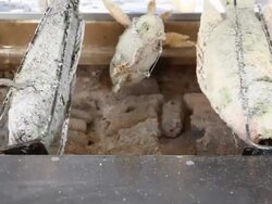 fish with salt on stove machine Stock Footage