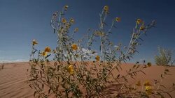 Drought Tolerant Plants and Sand Dunes Stock Footage
