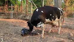 Cow cleaning her newborn Stock Footage