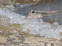 Mudskipper in a mangrove Stock Footage