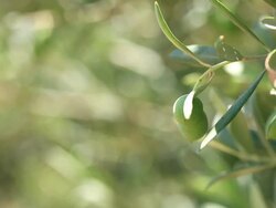 HD: Olive Tree Branches Shacked by Wind Stock Footage