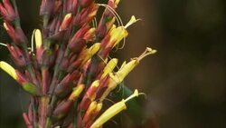A hummingbird feeds on tropical flowers. Stock Footage