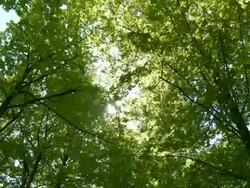 Green Trees Stock Footage