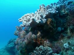 MS PAN Shot of surge along rock ledge covering with various coral and sponges / Matola, Maputo, Mozambique Stock Footage