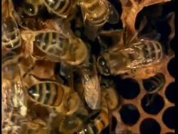 Honey bees around queen bee, cu Stock Footage