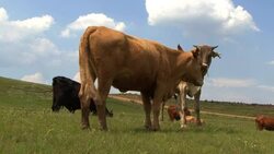 Zulu cows Stock Footage