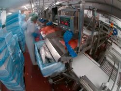 T/L workers processing caught salmon, Japan Stock Footage
