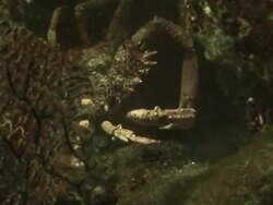 Giant spider crab Stock Footage