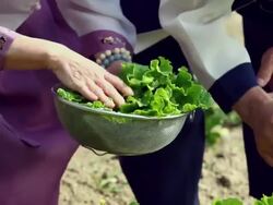 MS TS Senior couple harvesting lettuce / Seoul, South Korea Stock Footage