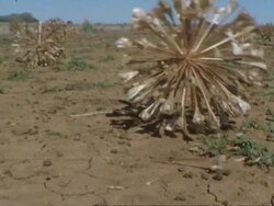 Tumbleweed (Brunsvigia bosmaniae) rolling across frame, Namaqualand, South Africa Stock Footage
