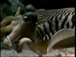 Cuttlefish catching crab Stock Footage